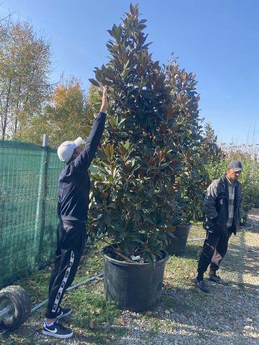 Catalpa platan mesteacan castan etc