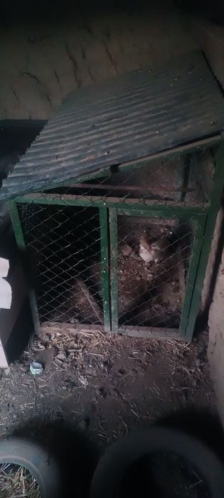 Клетка для курей и петухов