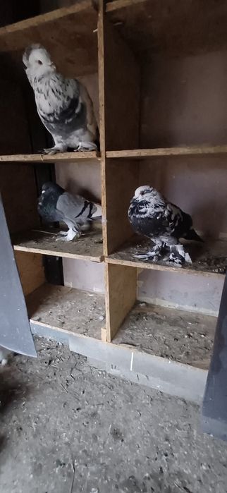 Porumbei Gușați de Pomerania