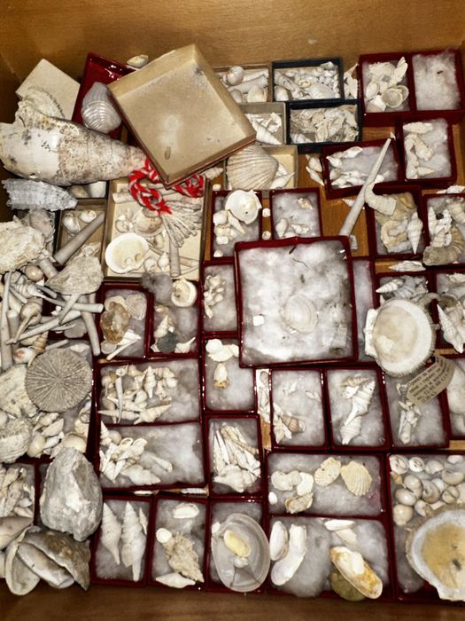 Рапани и миди