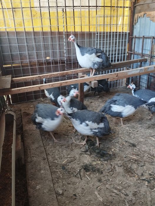 Продам цесарок от 7 месяцев