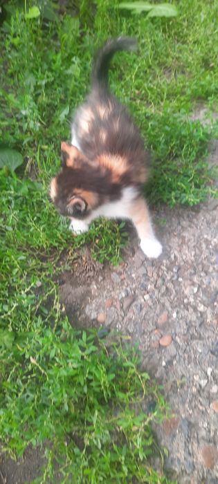 Отдам Маленького котёнка