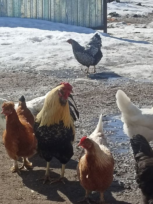 Инкубационный яйца