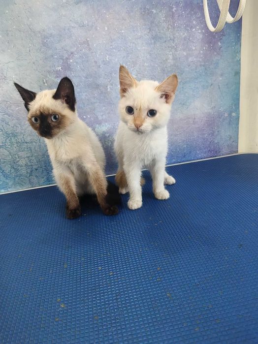 Отдам котят Кошечка и ко