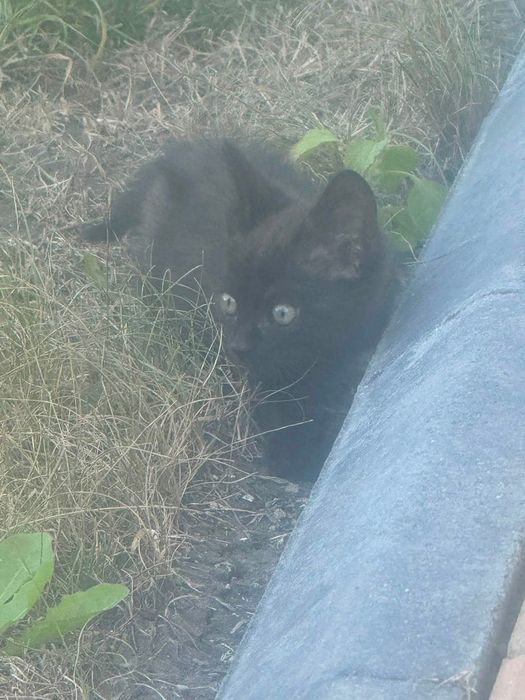 Spre adoptie 3 pisici mici . Gratuit . Mananca singuri .Sunt cuminti