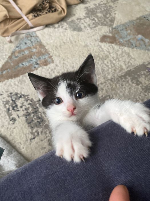 Красивые котятки