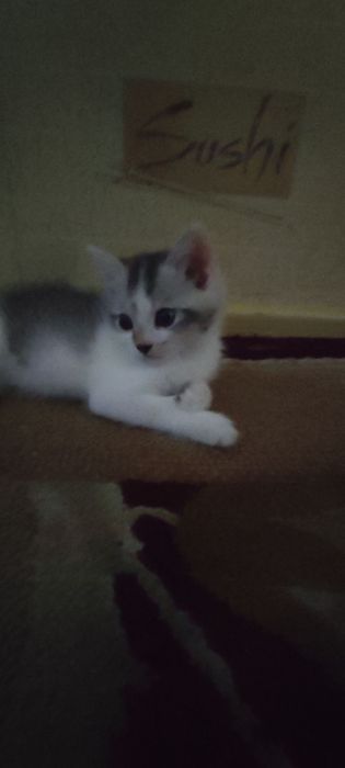 Котёнок скотиш страйт.