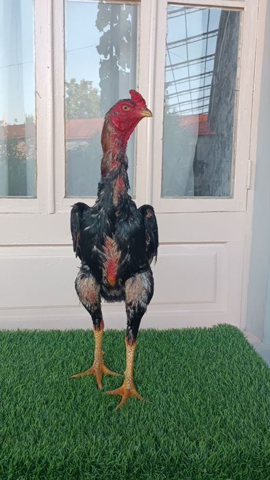 Dakan xoroz sotiladi