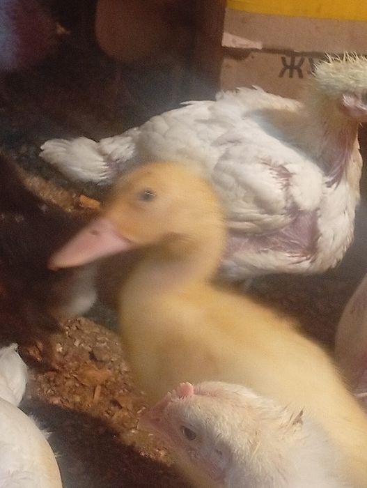 Продается утка порода бройлер