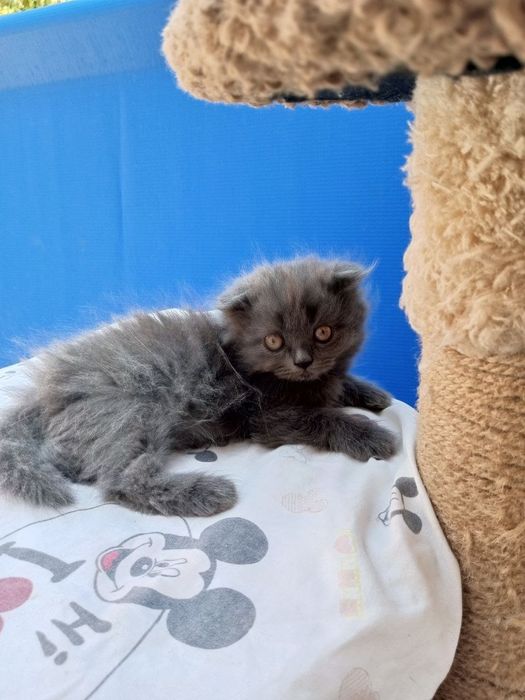 Котята 2 месяца один мальчик 2 девочки
