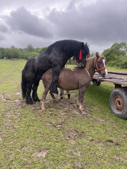 Vand manza de 7 luni