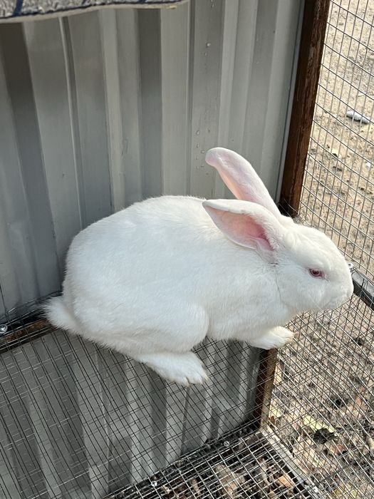 Куйон карлик срочно тоза конли