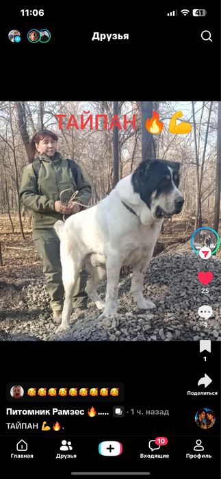 Продам шикарную девочку алабая