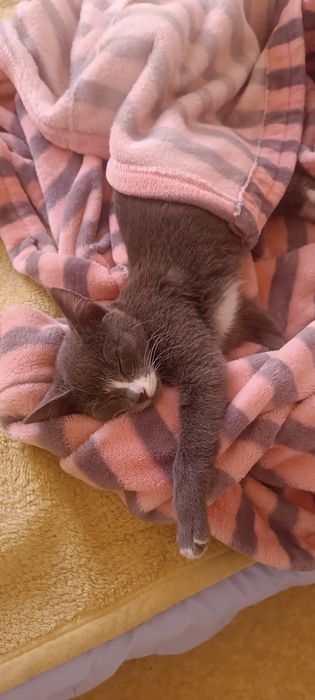 Отдам котенка девочку 3-4 месяца, серая