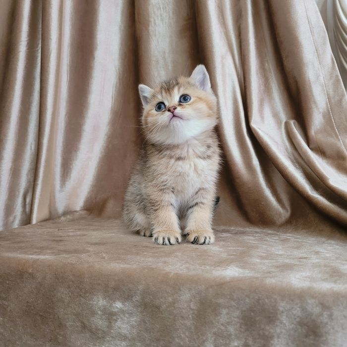 Scotish fold va britan