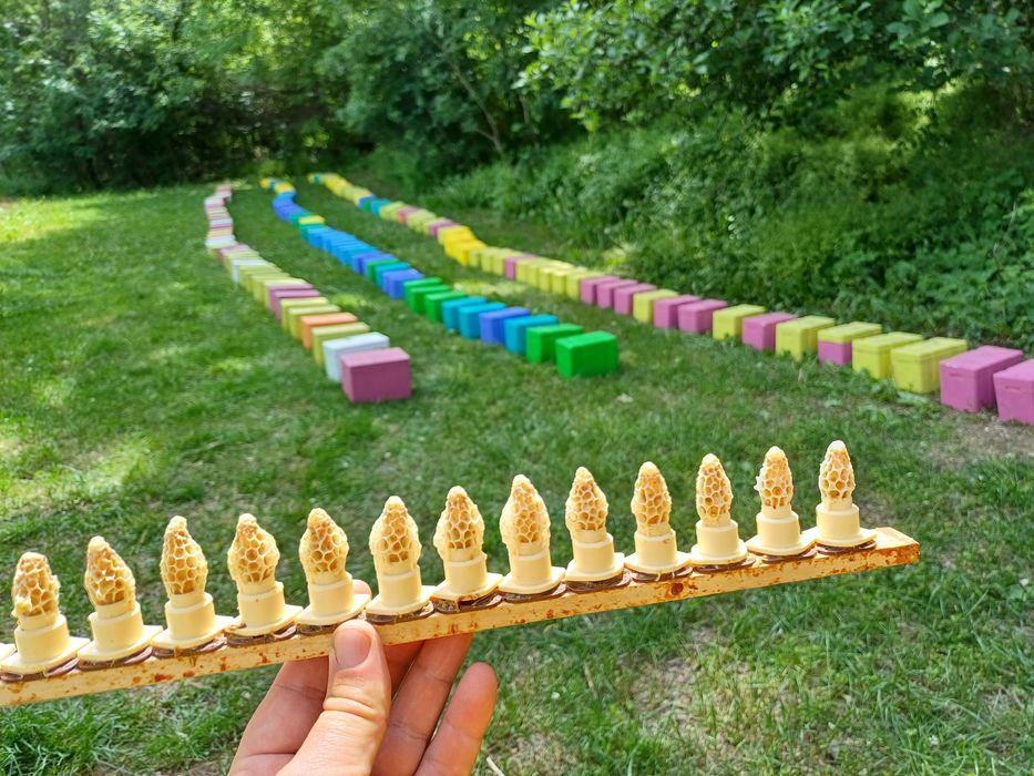 Vând Botci .matci virgine