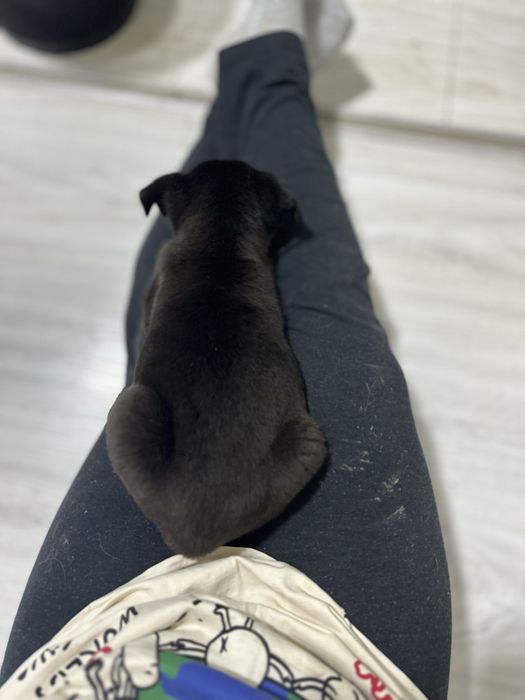 Щенки в добрые руки