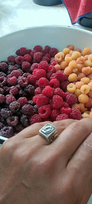 Продам саженцы смородины черной