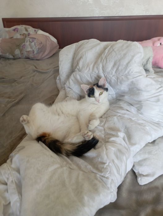 котеночек трёх маска