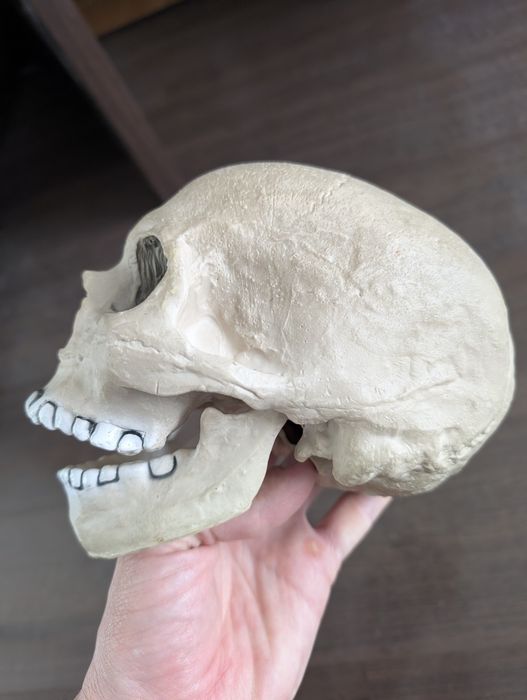 Craniu uman, replica din cauciuc, model de studiu
