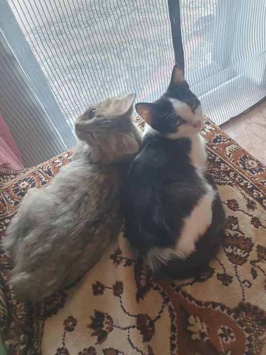 Котик девочка бесплатно