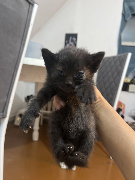 Котята отдам в хорошие руки