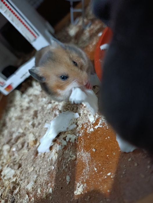 Хамяк  Сиренский сотилади