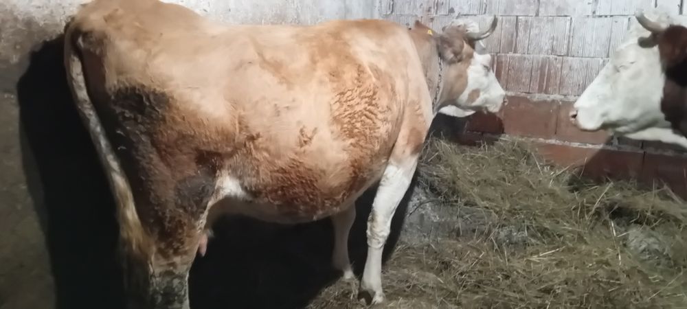 Vând vacă de abator