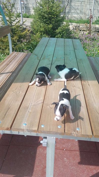 Продавам Чихуахуа