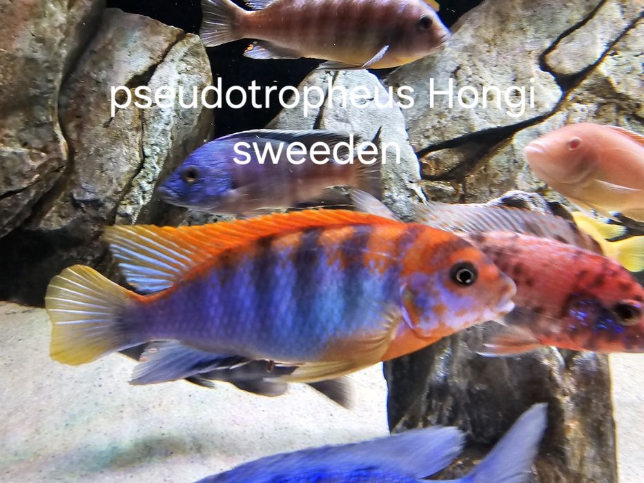 Ciclide africane (mbuna)