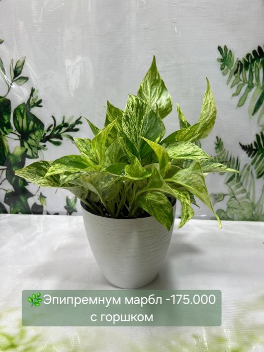 Аглаонемы и другие комнатные растения в продаже