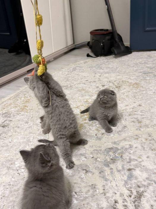 Котята Британцы Британ мушукчалари