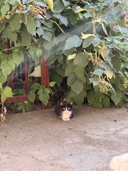 Котенок в добрые руки