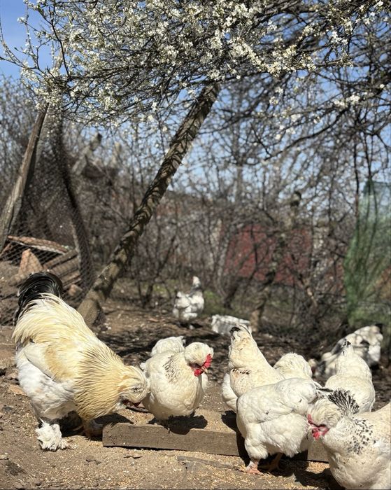 Разплодни яйца ит Струмски кокошки