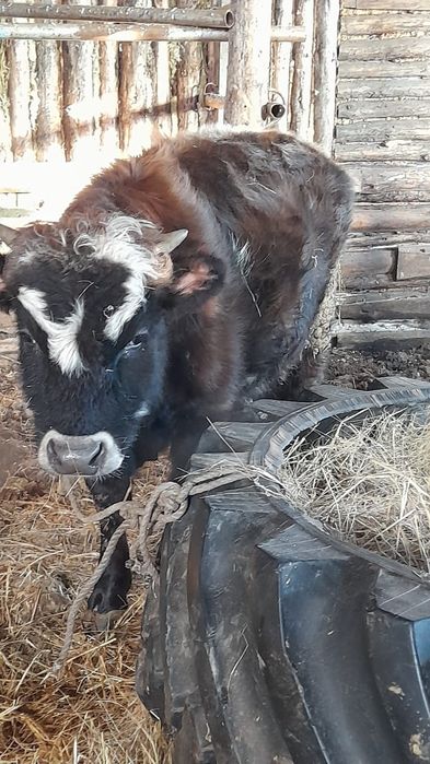 Продам  бычков по 11 мес