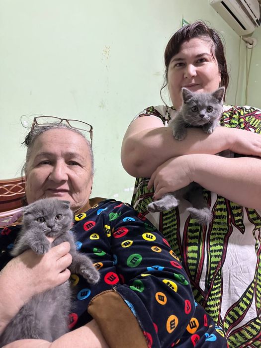 Британская короткошерстная кошка