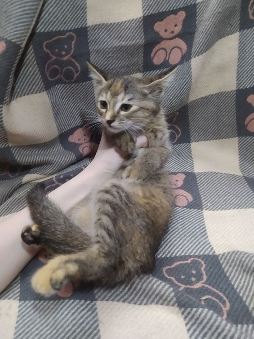 Продаются милые игривые кошечки