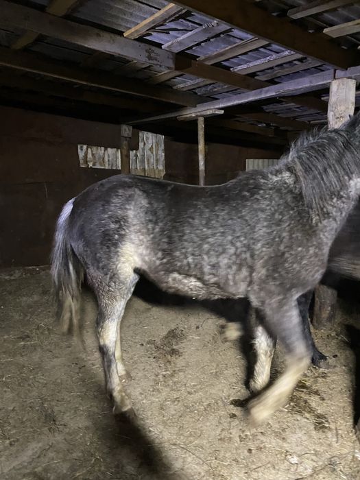 Готовые лошади с откорма