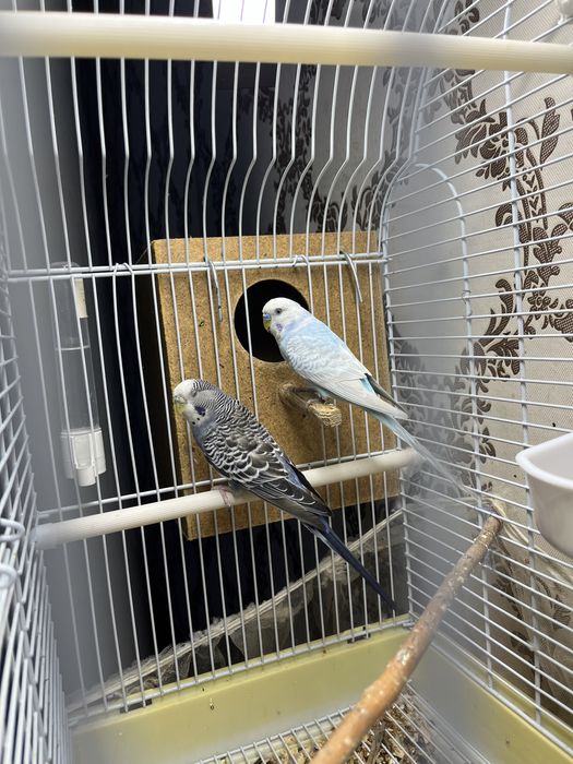 Папугай ……………………