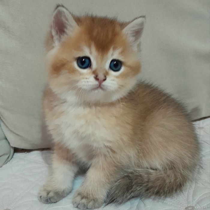 Шикарный чистокровный мальчик,британская золотая шиншилла. ,