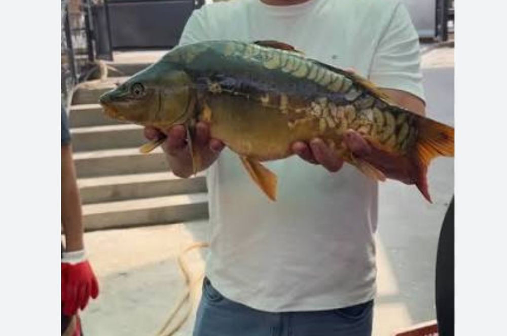 Baliqlarimiz bor optum narxda narxi 34 000