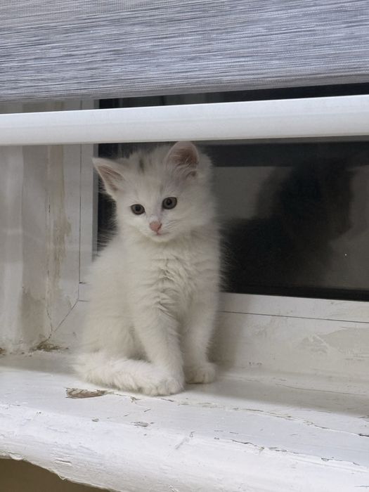 Продается домашний котенке
