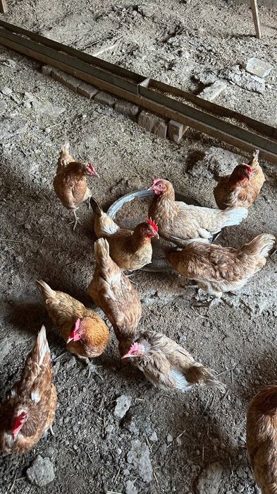 Tovuqla sotiladi tuxum qoyadi xammasi braklari yoq