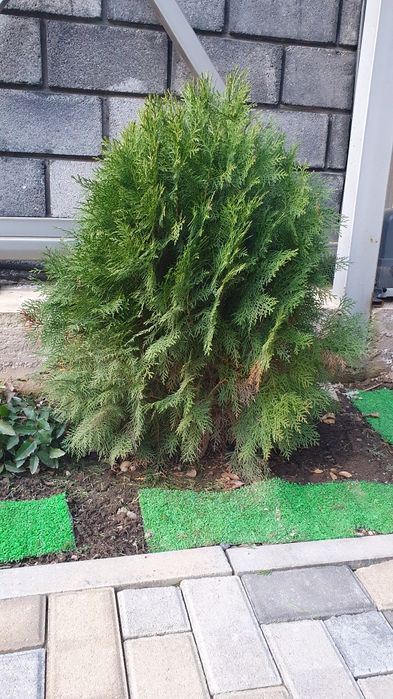 Продам дерево бересклет