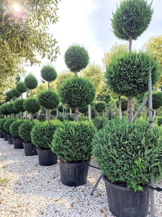 Pon Pon Tuia Smarald