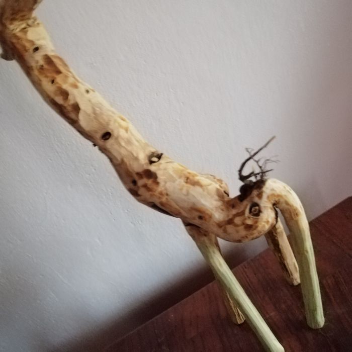 Girafă - rădăcină de mur