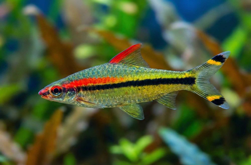 Красная молния, Барбус Денисони