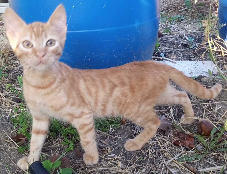 Котарак, роден през юни