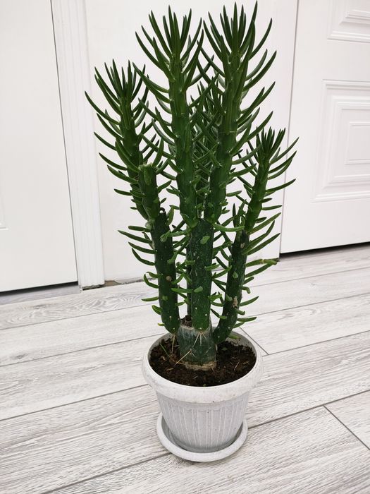 Растения для дома, офиса,школ. Доставка