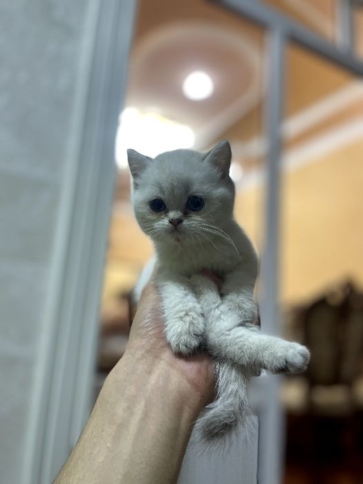 Британские серебристий шиншилла